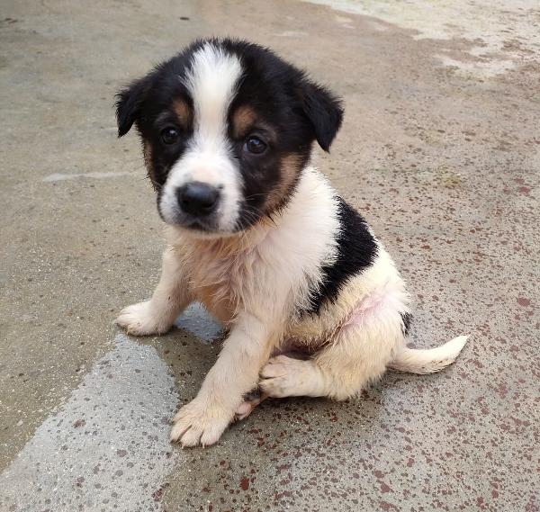 Rey, Cucciolo Futura Taglia Media